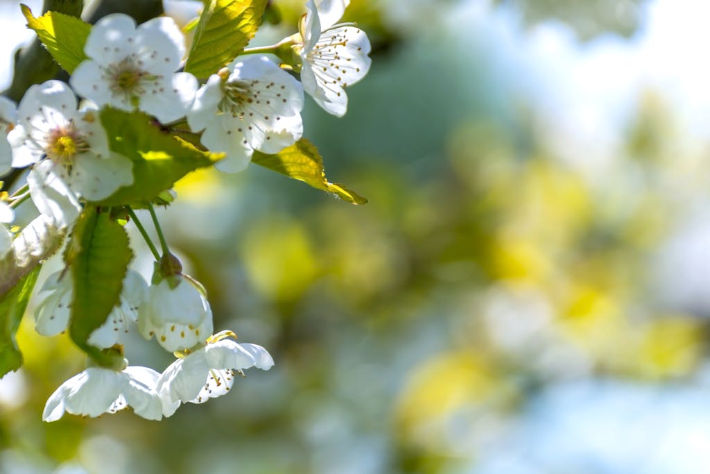 Close-up of white cherry blossoms blooming in a sunny garden setting with vibrant colors.